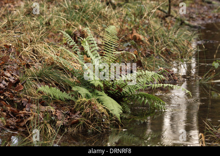 Felce maschio Dryopteris filix-mas Foto Stock