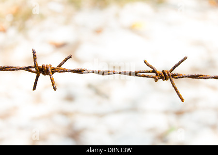 Il close up Rusty filo spinato. (Sicurezza) Foto Stock