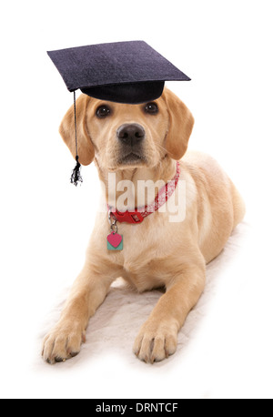 Cucciolo scuola obiedience cane mentre indossa la malta board hat Foto Stock