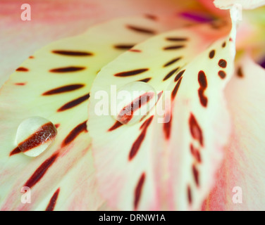 Sfondo di un'orchidea di rugiada close up Foto Stock