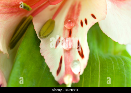 Sfondo di un'orchidea di rugiada close up Foto Stock