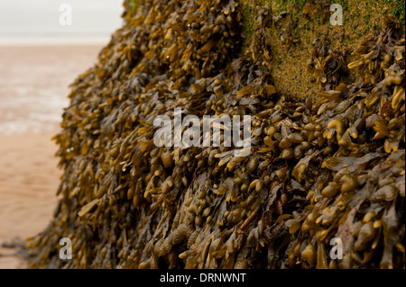 Spirale rack alghe crescere su Spurn Point Low Light. Foto Stock