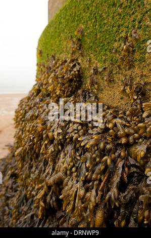 Spirale rack alghe crescere su Spurn Point Low Light. Foto Stock