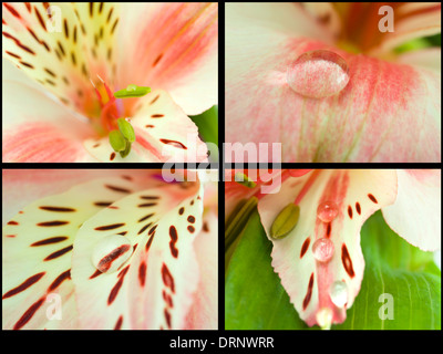 Collezione. Tenendo Close-up orchidee Foto Stock