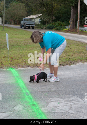 Crocevia gravidanza annuale del Centro 5K a piedi / run gara di carità in alta Springs, in Florida. Foto Stock