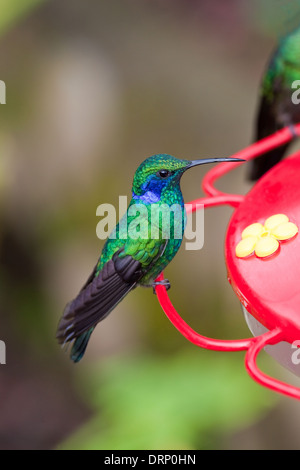 Verde viola-orecchio (Hummingbird Colibri thalassinus). Seduta su un zucchero/nectar stazione di alimentazione. Savegre. Costa Rica. Foto Stock