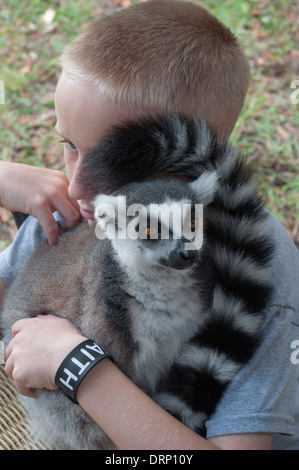 Ragazzo mantiene la sua famiglia lemure pet. Foto Stock