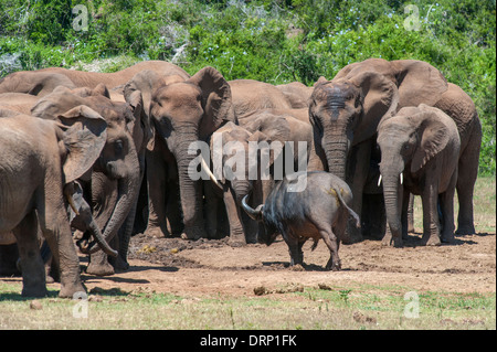 Fearless buffalo (Syncerus caffer) a piedi attraverso un gruppo di elefante africano (Loxodonta africana), Addo Elephant Park, Sud Africa Foto Stock