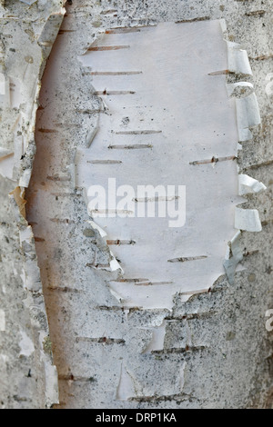 Argento / betulla betulla comune / bianco betulla (Betula pendula / betula alba) close up della corteccia bianco sul tronco di albero Foto Stock