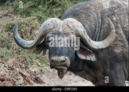 Bufali ritratto (Synecerus caffer) Addo Elephant National Park, Capo orientale, Sud Africa Foto Stock