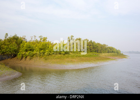 Mangrovie nelle Sunderbans, Gange, Delta, India, la zona è molto basso e vulnerabile di innalzamento del livello del mare. Foto Stock