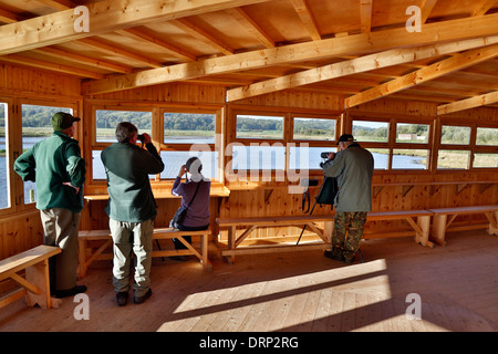 Leighton Moss; RSPB Riserva; pelli; Lancashire, Regno Unito Foto Stock