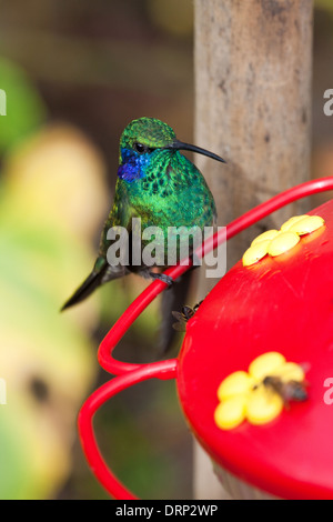 Verde viola-orecchio (Hummingbird Colibri thalassinus). Seduta su un zucchero/nectar stazione di alimentazione. Savegre. Costa Rica. Foto Stock