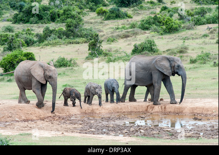 Due elefanti femmina con tre vitelli a waterhole, Addo Elephant Park, Sud Africa Foto Stock