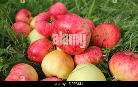 Diminuite le mele rosse in erba verde Foto Stock