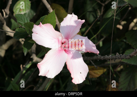 Un ibisco rosa fiore che cresce su un albero in Cotacachi, Ecuador Foto Stock