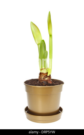 Green boccioli di fiori e foglie di germogli di un amaryllis pianta in un vaso in materia plastica isolati contro white Foto Stock