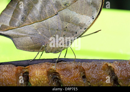 Un Leafwing butterfly (Kallima paralekta) mangiando una banana Foto Stock