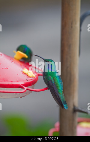 Verde viola-orecchio (Hummingbird Colibri thalassinus). Seduta su un zucchero/nectar stazione di alimentazione. Savegre. Costa Rica. Foto Stock