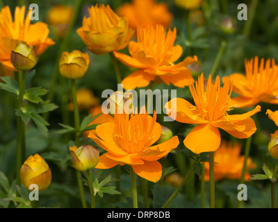 Trollius 'Dancing fiamma' Foto Stock