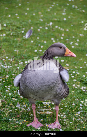 Colorate stnading oca in Regent Park Foto Stock