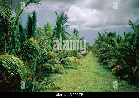 Percorso attraverso il palm tree plantation in Florida. Foto Stock