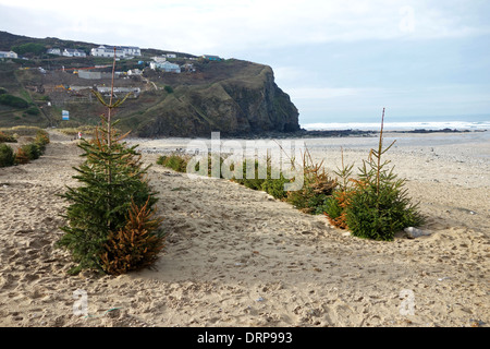 Utilizzate gli alberi di Natale piantati sulle dune di sabbia per aiutare a prevenire fenomeni di erosione da parte del mare a porthtowan in cornwall, Regno Unito Foto Stock