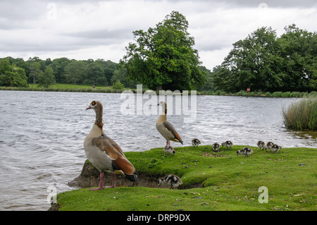 Due egyption oche con baby oche in Richmond Park guardando l'acqua Foto Stock