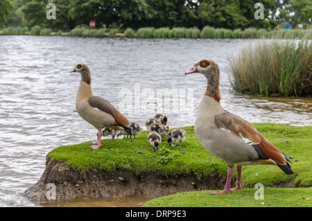 Due egyption oche con baby oche in Richmond Park guardando l'acqua Foto Stock