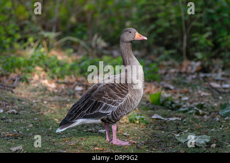 Colorate stnading oca in Regent Park Foto Stock