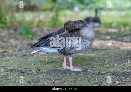 Colorate stnading oca in Regent Park Foto Stock