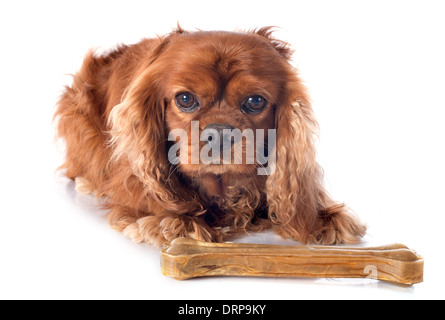 Cavalier King Charles di fronte a uno sfondo bianco Foto Stock