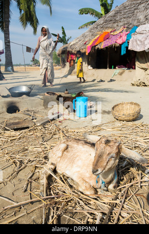 Una donna agricoltore di sussistenza per la cottura su un tradizionale forno di argilla, utilizzando gli steli di riso come biocarburante in Sunderbans, Gange, Delta, India. La zona è molto basso e vulnerabile di innalzamento del livello del mare. Tutte le parti del raccolto di riso sono usati e gli abitanti del villaggio la vita è molto autosufficiente, con una piccola impronta di carbonio. Foto Stock