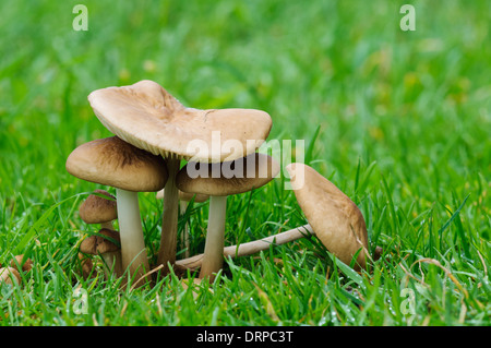 Il radicamento gambo (Xerula radicata) fungo, piccolo gruppo cresce in prati in Clumber Park, Nottinghamshire. Settembre. Foto Stock