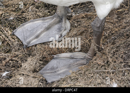 Un close-up dei piedi a gambo di un cigno Foto Stock