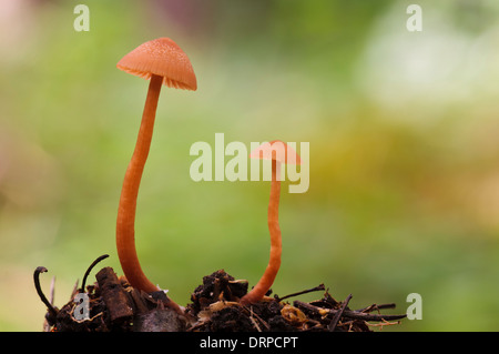 Il seduttore (Laccaria laccata), due corpi fruttiferi crescente da foglia stampo in Clumber Park, Nottinghamshire. Settembre. Foto Stock