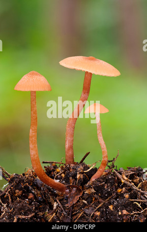 Il seduttore (Laccaria laccata), tre corpi fruttiferi crescente da foglia stampo in Clumber Park, Nottinghamshire. Settembre. Foto Stock