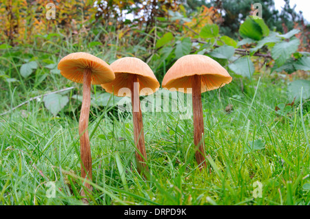 Il seduttore (Laccaria laccata), tre corpi fruttiferi che cresce in prati in Clumber Park, Nottinghamshire. Settembre. Foto Stock