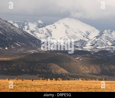 Una mandria di Mule Deer sotto le Montagne Rocciose in primavera. Foto Stock