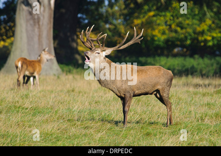 Il cervo (Cervus elaphus) stag muggito sul bordo del bosco in prossimità di Ripon, North Yorkshire. Ottobre. Foto Stock