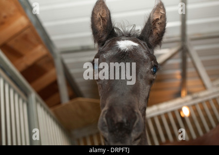 Giovani Trakehner puledro occhi la telecamera nel suo stallo in Williamstown, Massachusetts. Foto Stock