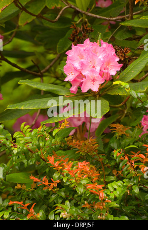 Pacific rododendri (Rhododendron macrophyllum) nella evergreen huckleberry (Vaccinium ovatum), Jessie Honeyman parco statale, Oregon Foto Stock