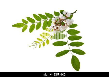 Foglie di acacia e fiori isolati su bianco Foto Stock