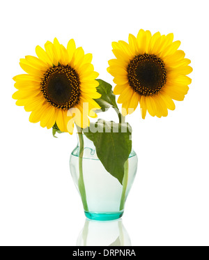 Girasoli in un vaso isolato su sfondo bianco Foto Stock