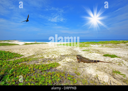 Iguana sulla spiaggia Foto Stock