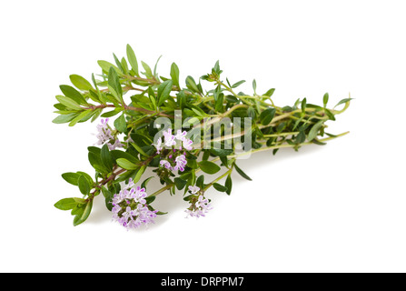 Fiori salati isolato su bianco Foto Stock