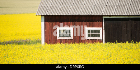 Il vecchio fienile in legno casa e giallo campo di colza in zona rurale, Svezia Foto Stock