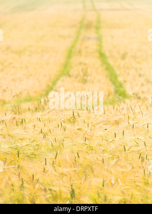 Terreni agricoli con campo di orzo, Svezia Foto Stock