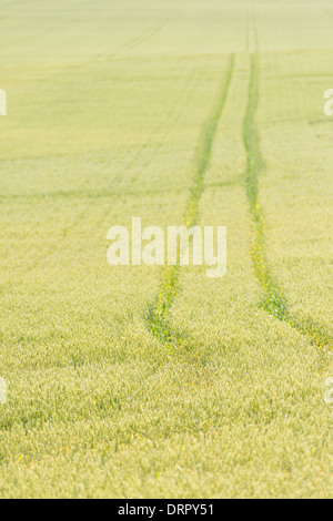 Terreni agricoli con campo di grano, Svezia Foto Stock