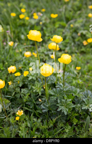 Fiori selvatici alpini - giallo Globeflower, Trollius europaeus in pendenza di prato sotto le Alpi svizzere, Svizzera Foto Stock